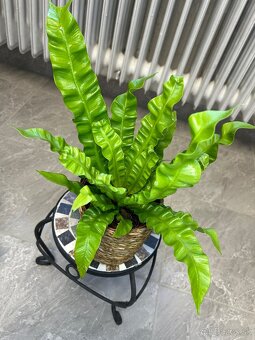 Asplenium nidus Crispy Wave - 2