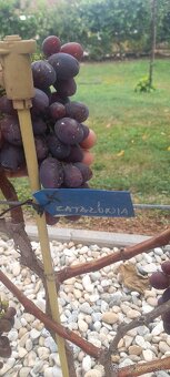 Vinič stolový predaj. - 2