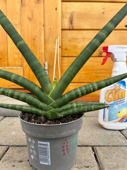 Dracaena Angolensis - 2