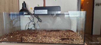 Terarium - 2