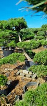 Záhradné bonsaje NIWAKI Pinus nigra - 2