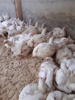 Predám brojlere - 2