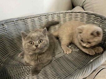 Britské modré mačiatka - 2