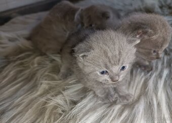 Britské mačiatka rezervácia - 2