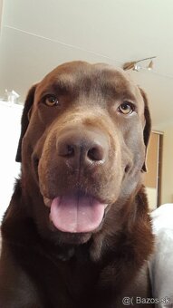 Krytie - Labrador - 2