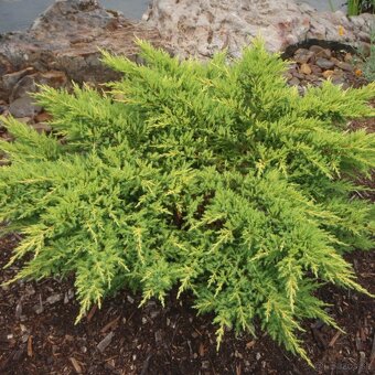 Predám prebytky rastlín borievka prostredný goldenkiss - 2