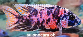 Africke cichlidy malawi - 2