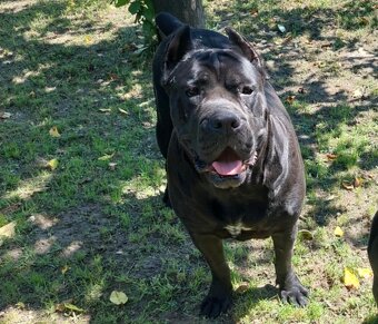 Cane Corso - 2