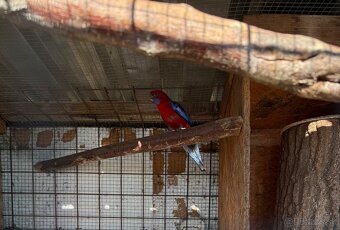 Penanty a papagáj kráľovský - 2