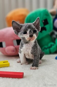 Devon rex kocpurek s PP - 2
