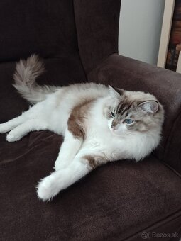 Ragdoll kocur - 2