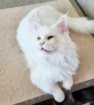 Kocúr Maine Coon s PP - 2