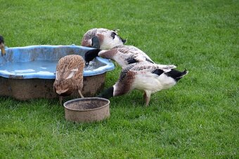 Indický bežec strieborný - káčer - 2