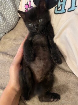 Darujem mačiatko - 2