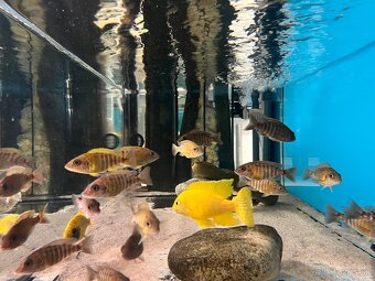 Aulonocara Baenschi Benga - 2