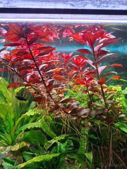 Červena rastlinka - 2