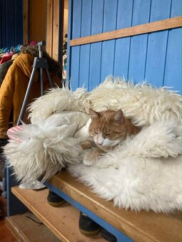 Darujem kocurika - 2