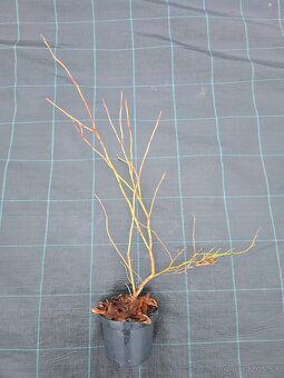 Čučoriedky sadenice - 2