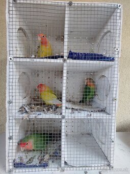 Predam agapornis - 2