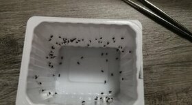 suchá bariéra proti úniku zvierat - 2