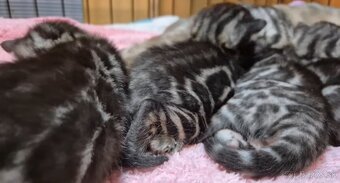 Bengalske macke - 2