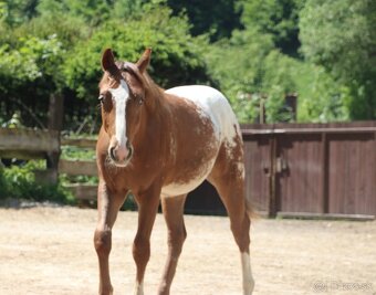 Appaloosa zrebceky bratia - 2
