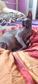Sphynx - 2