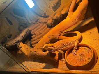 Agama bradata + terarium - 2