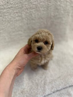 Maltipoo - 2
