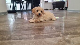 Maltipoo cavapoo Cockapoo pudel - 2