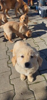 Šteniatka zlatý retriéver - 2