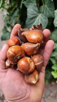 Tulipan čierny - queen of night - 2