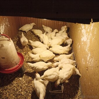 Ponúkame kuriatka - 2