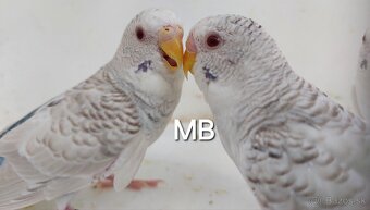 Fallow blackwings andulky - 2