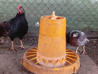 Indická bojovníčka. - 2