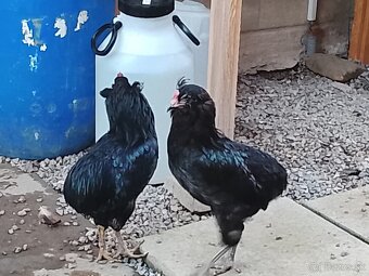 Kohúty araucana - 2