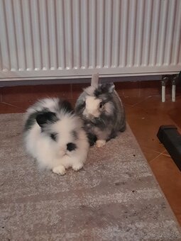 Darujem dva zakrslé králiky - 2