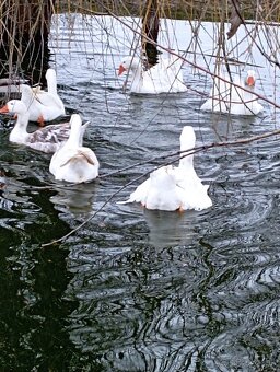 Predám hus a gunara - 2