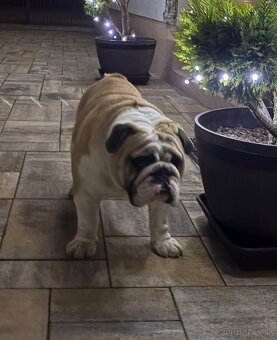 Anglický Bulldog KRYTIE - 2