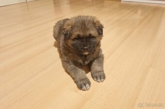 Darujem šteniatko - 2