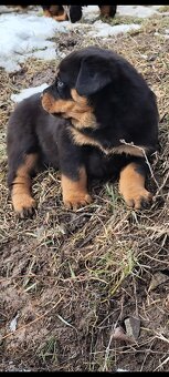 Predám rotvajlera - 2