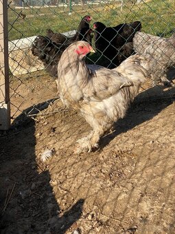 Predám kohútov Brahma veľká - 2