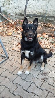 Darujem staršieho psíka - 2