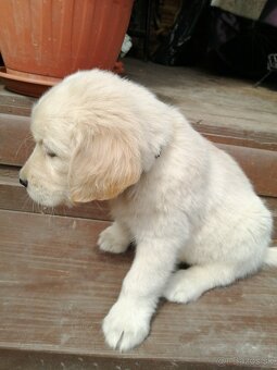 Zlatý retriever - 2