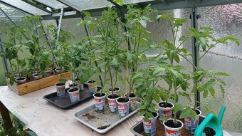 Planty, priesady, sadenice paradajky, rajčiny - 2