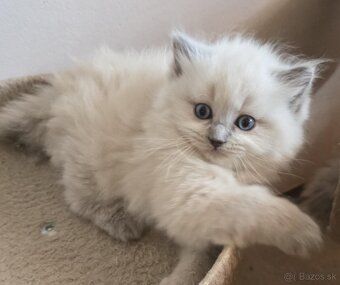 Ragdoll Cherubim - 2