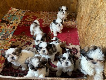 Shitzu, shi tzu REZERVOVANE - 2