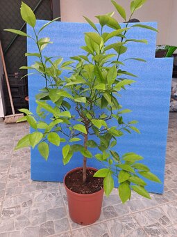 Calamondin Mitis - 2