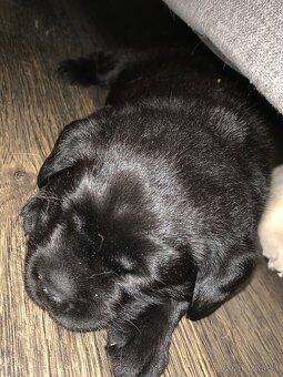 Štěně Labradorského retrievera - 2