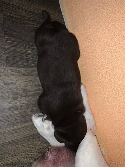 Štěňátka Labradorů - 2